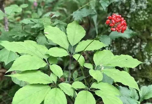 历史档案中的延边人参 从本土瑰宝到西洋参的引进与融合