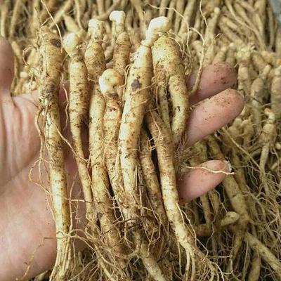 鲜参与西洋参 滋补双璧的功效与选择