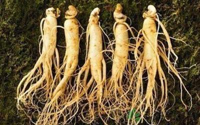 新鲜人参的价格与种植 从选购到培育的实用指南