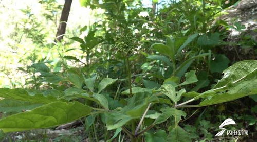 潍坊人参生态种植蓬勃发展，产品创新助力中医药产业升级