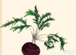 玛卡 南美人参的珍馐与种植智慧