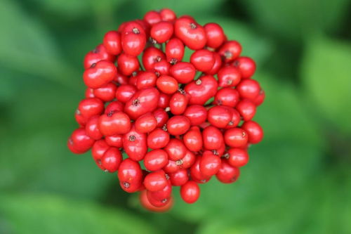 人参果不是人参的果实，别再傻傻分不清楚啦！