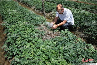 山东荣成 全国参茸产业专家齐聚一堂，为西洋参种植把脉问诊