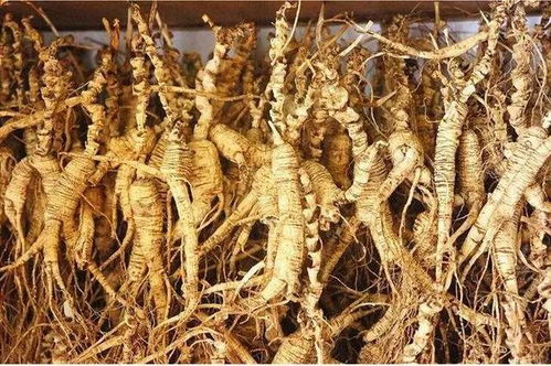 长白山黑参 五载沉淀，鲜食营养三倍于干品