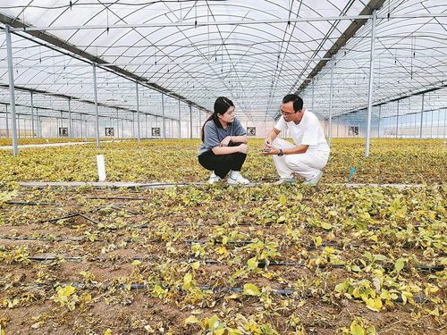 柘荣注入科技，一根参茁壮成长 西洋参产业的现代转型