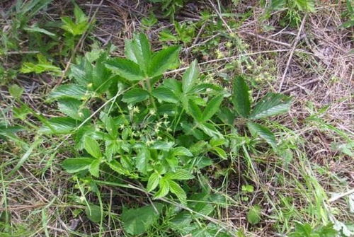鸡爪参 叶子是美味野菜，根部是珍贵黑参