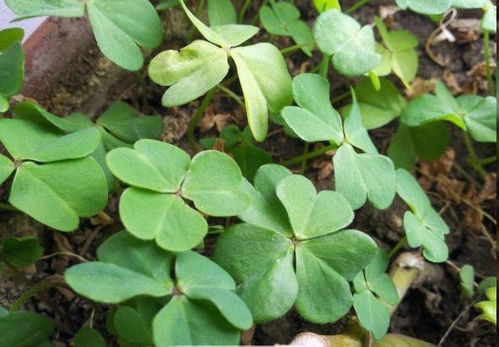 路边盆栽藏玄机，西洋参根显惊奇