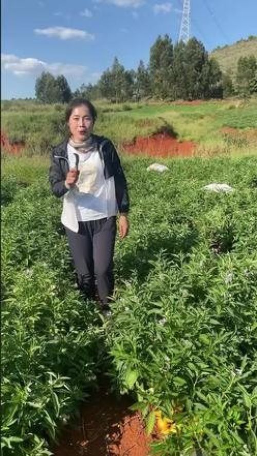 人参果的种植与培育 从果树苗到丰收的完整指南