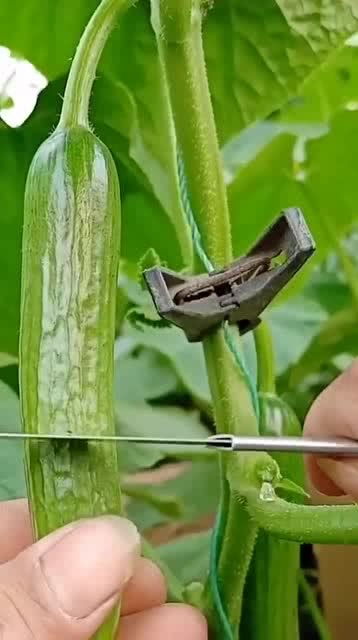 从人参果到黑参 看似高档的养生食材，其实家庭养护很简单