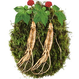 老谷头鲜人参泡酒 品味东北吉林的滋补珍品