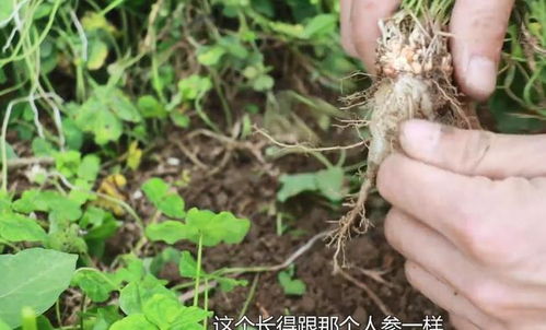 田间“小人参” 西洋参的乡土记忆与健康密码